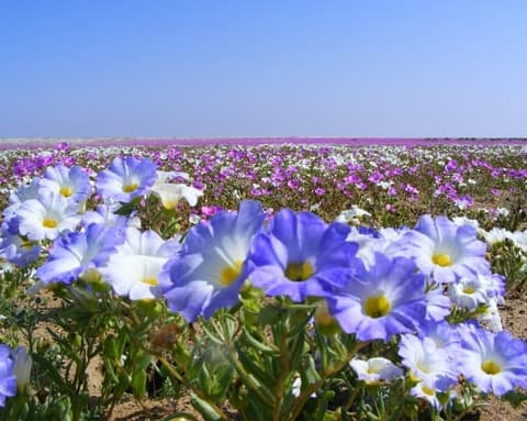 Desierto Florido 2026