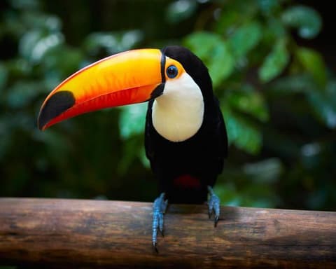 Cumaceba - Toucan 03D/02N