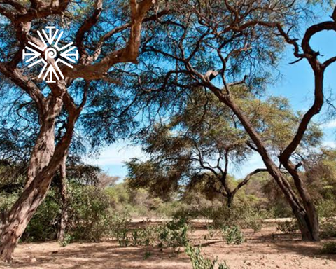 Trujillo and Chiclayo Archaeological Route 04 Days / 03 Nights