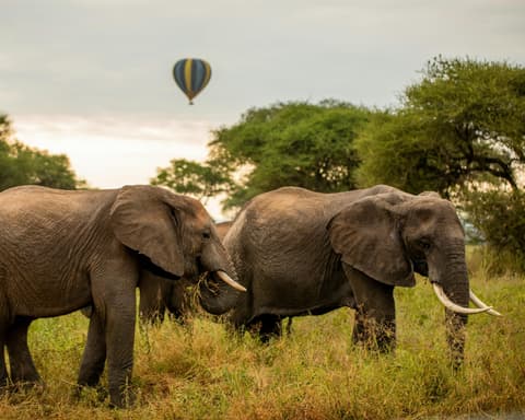 Safari "Abenteuer Tansania"