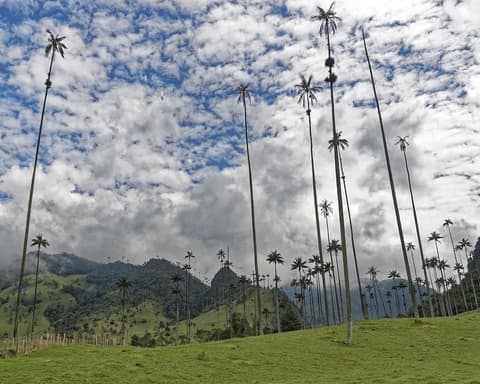 Colombia speciale Capodanno