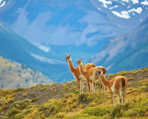 Winter All Inclusive Torres del Paine - Hotel Lago Grey