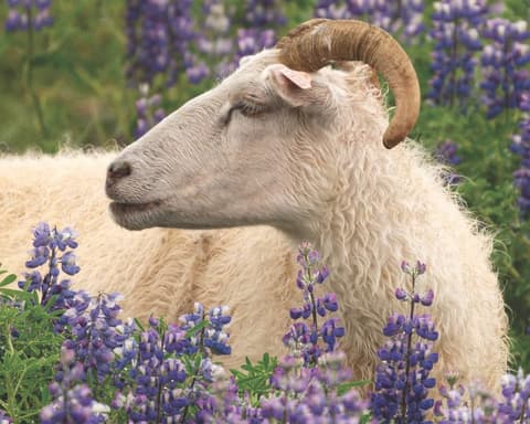 Scotland and Iceland Expedition: Wild Nature and Legends