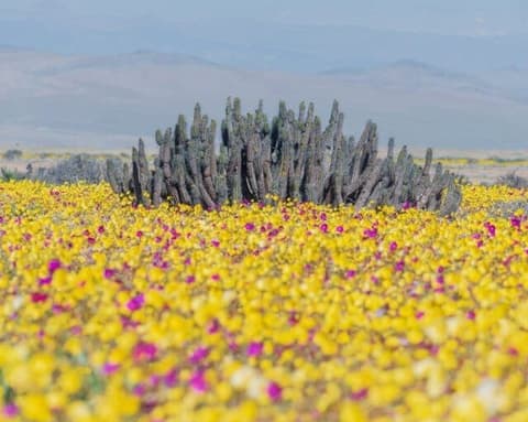 Desierto Florido 2026