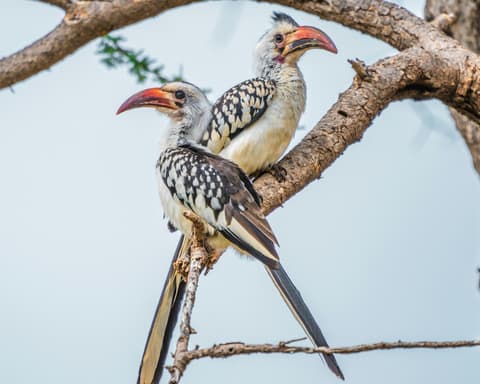 Safari "Samburu, Mount Kenya & Naivasha"