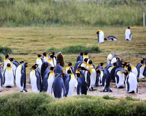Parques Soñados: Torres del Paine y Pingüino Rey