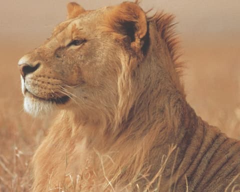 Southern Africa and Madagascar Expedition