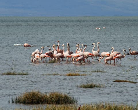 EXPLORE ARGENTINA, PATAGONIA Immagini di una Terra Selvaggia