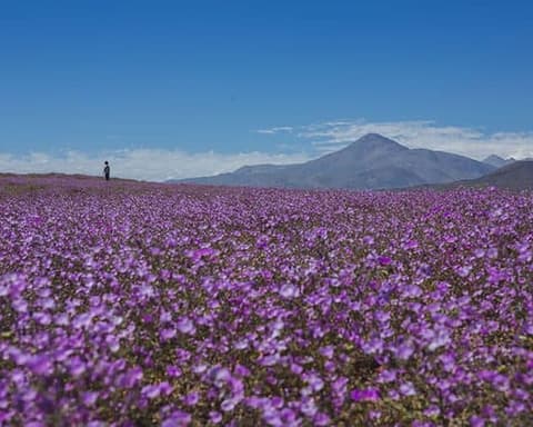 Desierto Florido 2026