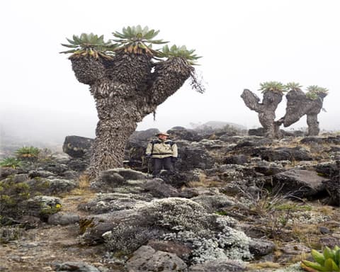 Trekking en Kilimanjaro y Safari en Tanzania