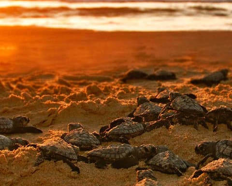 Visita la Paz & Los Cabos All Inclusive 6 días