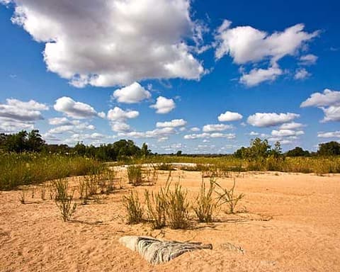 SORPRESAS DE SUDÁFRICA  - AFRICA 