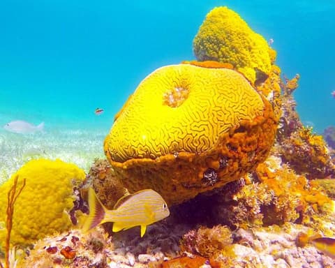 Paquete Islas Turks & Caicos - Club Med