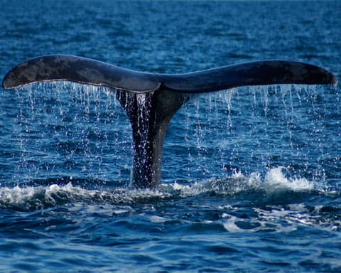 Majestic Princess: Patagonia y Fiordos 15 noches