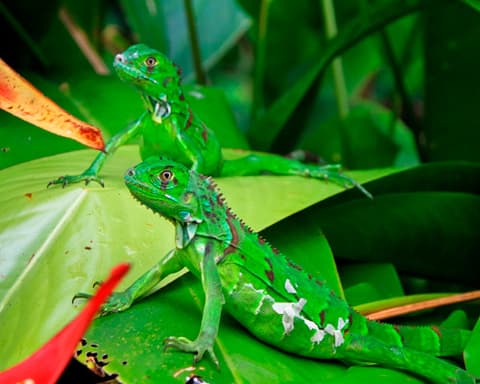 Costa Rica - Jungla, Volcán & Playa todo Incluido