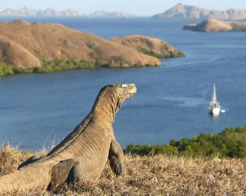 Komodo Discovery