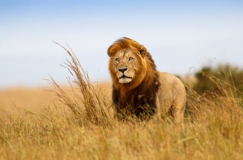 Safari Maridadi en 4x4