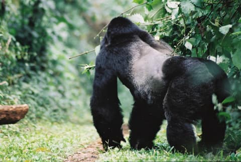 Safari Corto de 4 Días de Rastreo de Gorilas en Uganda