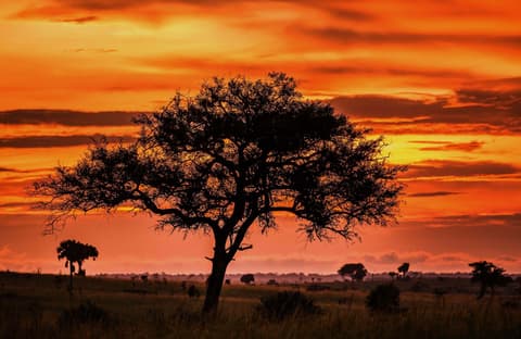 Safari Corto de 4 Días de Rastreo de Gorilas en Uganda