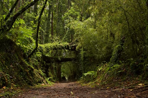 Caminando entre Volcanes (autoguiado)