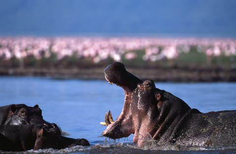 Safari: Descubriendo Tanzania con Nature Walk Ngorongoro - Privado