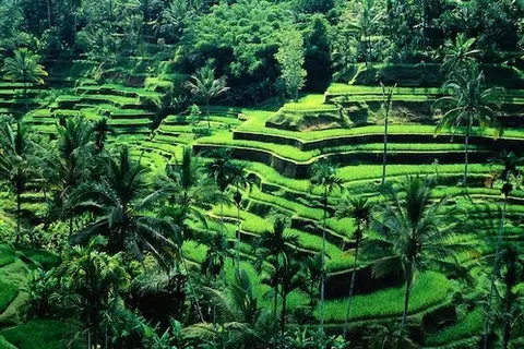 SIC - Bali Discovery 4 Days
