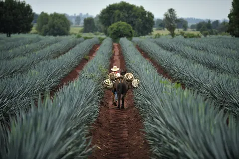 Messico Coloniale con termine in Guadalajara
