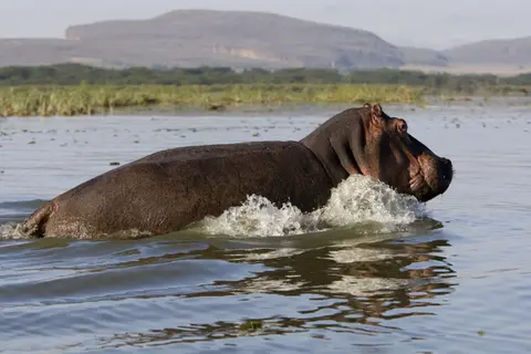Safari Rasharasha