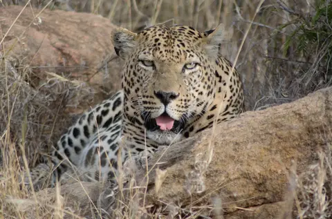 Safari Riboribo
