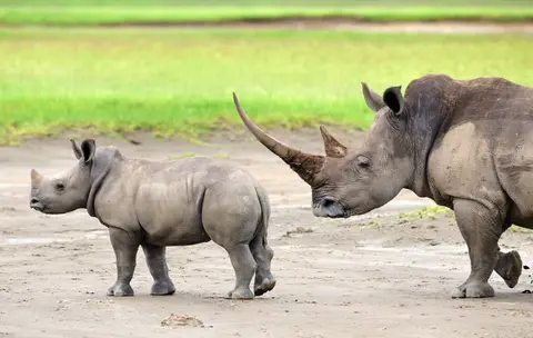 Safari Riboribo