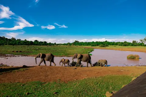 Safari Ripuripu