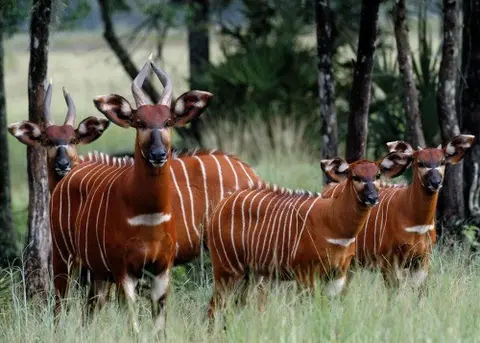 Safari Ripuripu