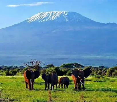 Safari Ripuripu