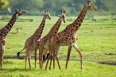 Safari Tamasha