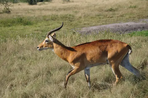Thousand Hills Safari