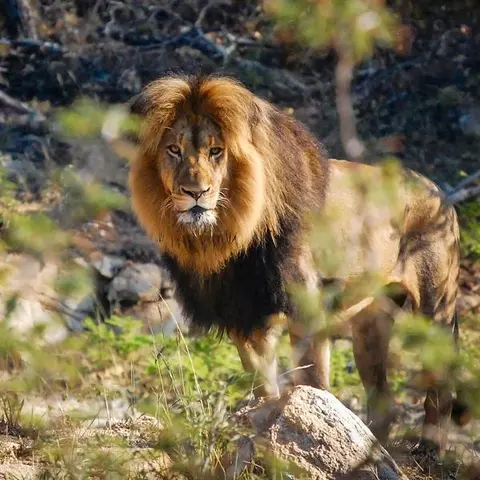 Cape Town, Kruger & Zimbabwe
