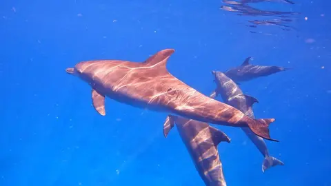 Star House Hotel with Diving Center