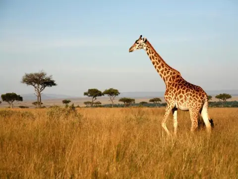 Kenya Classic, Sopa Lodges - Visite privée