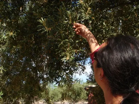 4-Day Mendoza Wine Region Experience