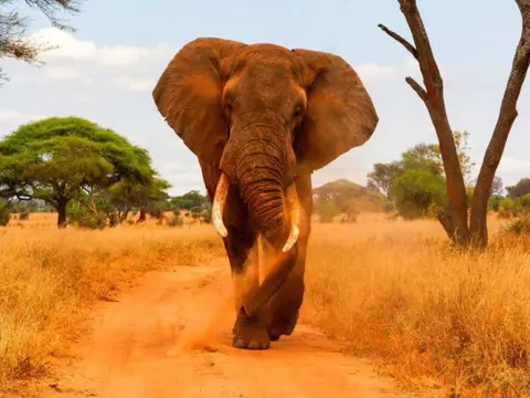 Simba Safari, Wellworth Lodges