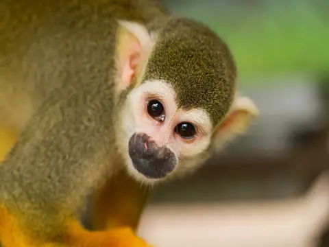 Exotic Costa Rica