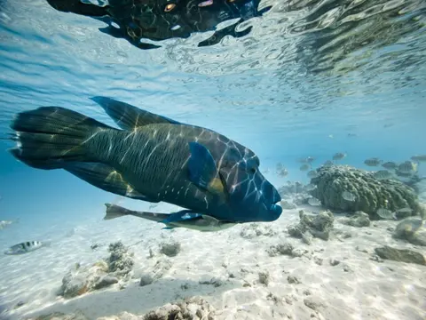 Maravillas de Mauricio (hotel 4*)