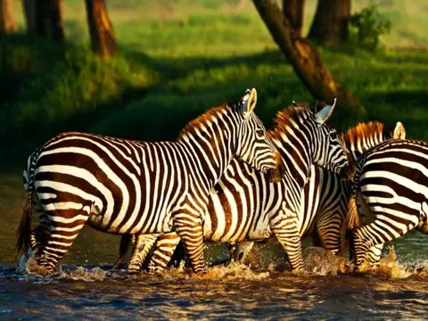 Zebra Plains durch das Rift Valley — Private Tour