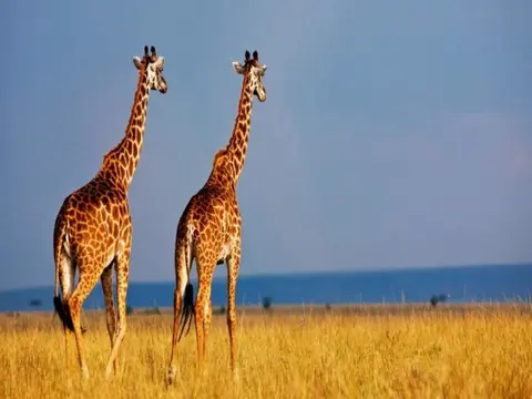 Le meraviglie del Kenya