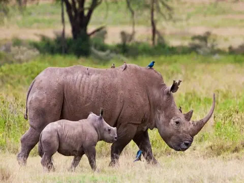 Zebra Plains durch das Rift Valley — Private Tour