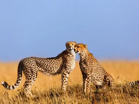 Simba