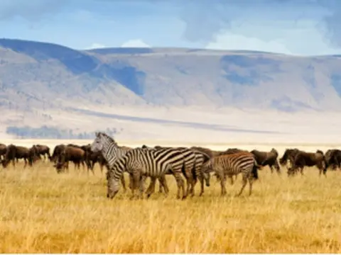 Combine d'Amboseli au Serengeti