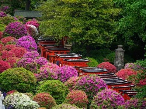 Combiné Singapour Japon
