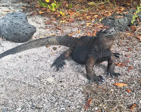 San Cristobal Explorer