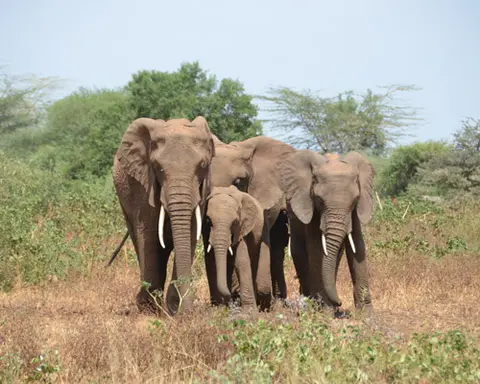 Imprescindibles de Tanzania